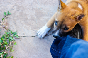 Dog Bites Someone on My Property