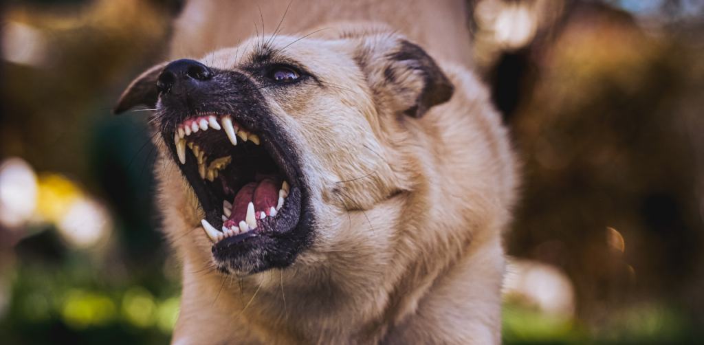 A dog with its mouth open, baring teeth aggressively, possibly growling or barking