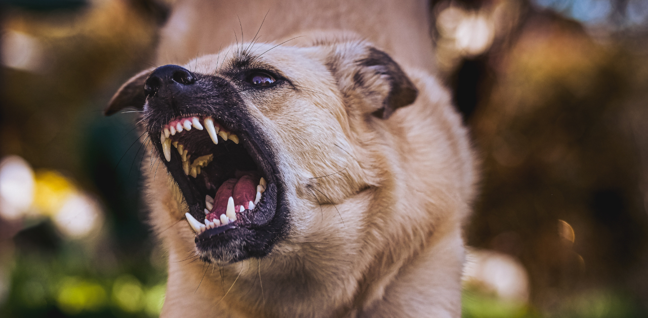 Aggressive dog snarling with bared teeth, caught mid-bark in an outdoor setting