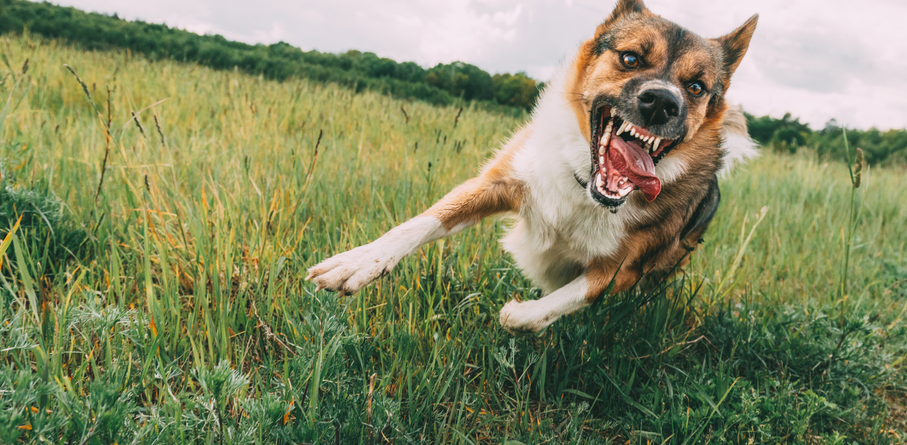 Aggressive dog snarling and lunging in a grassy field, teeth bared and eyes focused