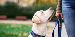 Dog on leash looks up at owner, representing responsible pet care to prevent dog bite injury