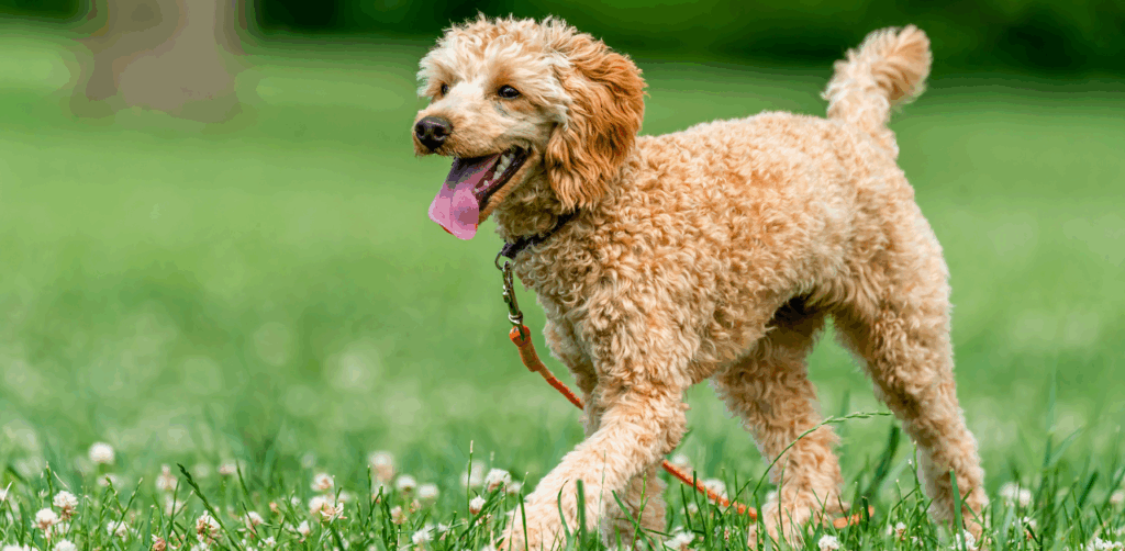 Happy curly-haired dog walking on leash in a grassy park