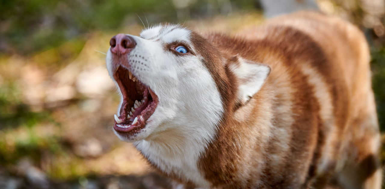Red and white Siberian Husky with blue eyes howling outdoors, mouth open and teeth visible, surrounded by soft, sunlit autumn foliage