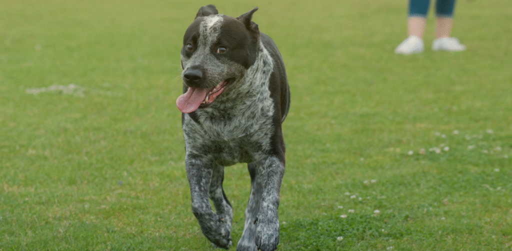 Black and speckled dog running on grass in an open park